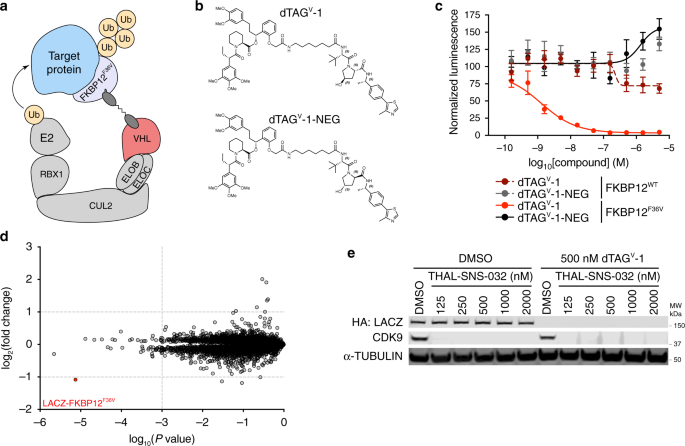 NatureComms's tweet photo. A new generation of the dTag system from Nathanael Gray's lab allows in vivo targeted degradation of previously recalcitrant proteins @behnamnabet @FleurMFerguson

https://t.co/esztNlQXaU https://t.co/iXDVqahXyr