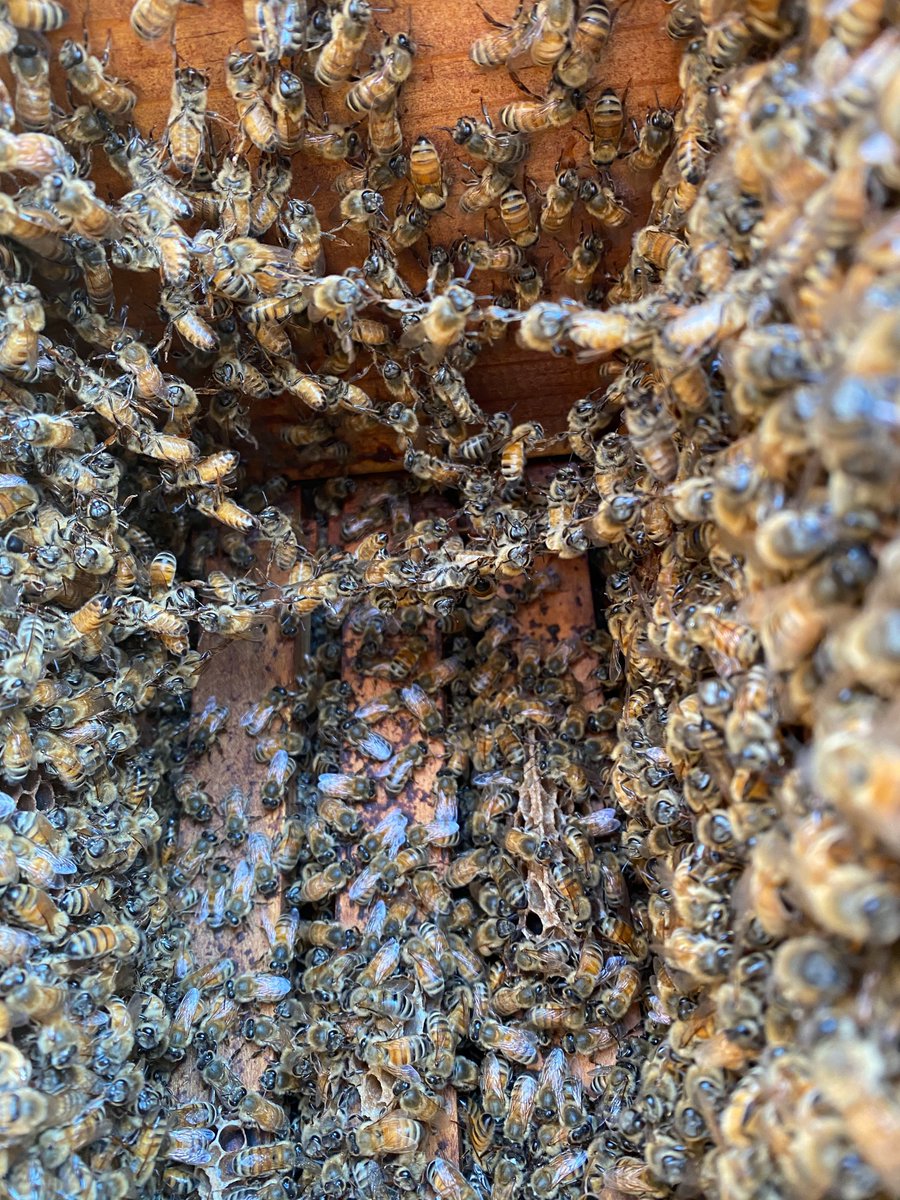 B4BWMason's tweet image. Did you know that bees hold hands? Honeybees will create a a chain when they find spaces larger than the bee space. If the space stays open long enough, than the bees will build comb there! #bees #honeycomb