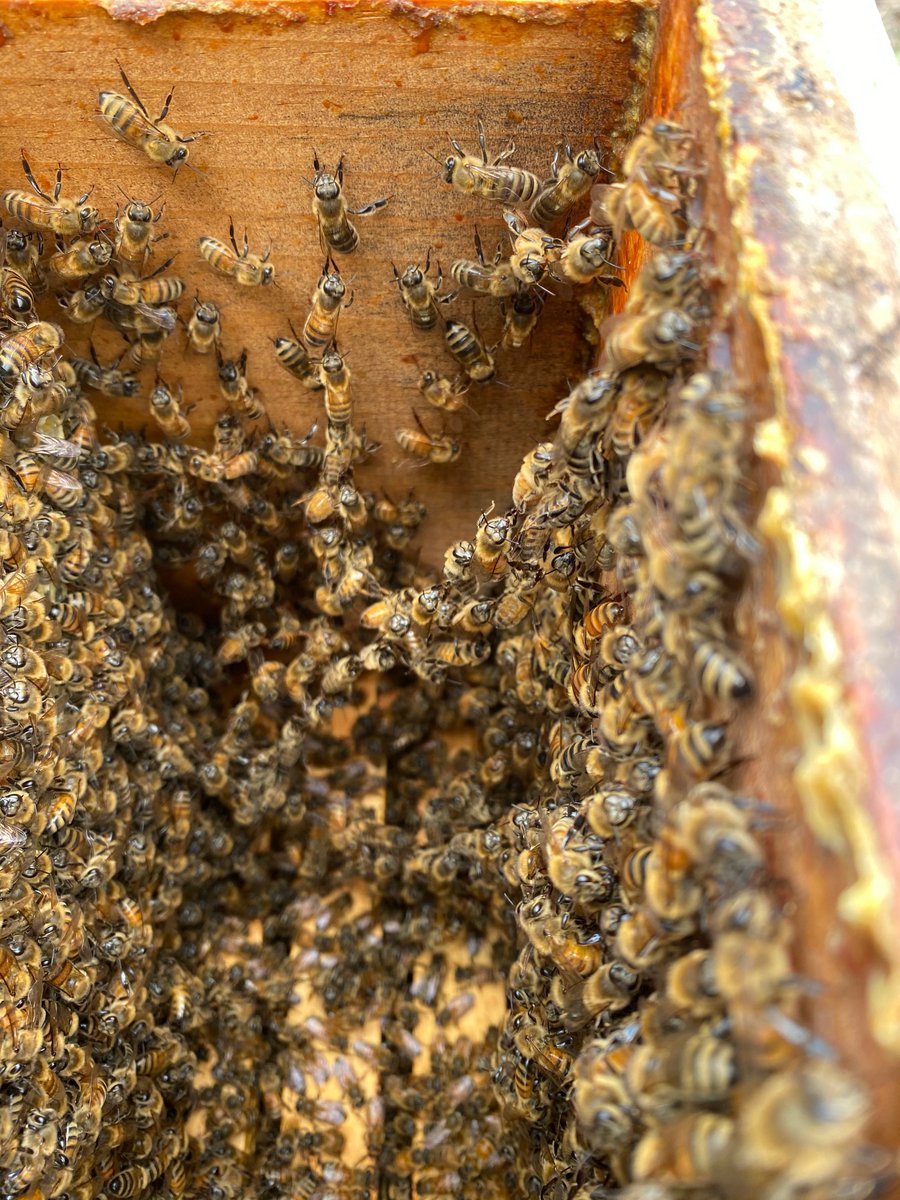 B4BWMason's tweet image. Did you know that bees hold hands? Honeybees will create a a chain when they find spaces larger than the bee space. If the space stays open long enough, than the bees will build comb there! #bees #honeycomb