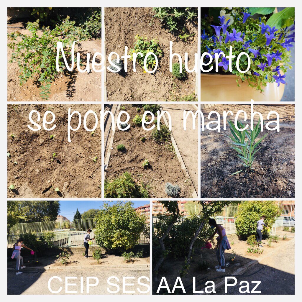 Nuestro huerto y nuestros jardines vuelven a rebosar alegría y vida 🌿🎋🌾🍃💐🌺🌸🌼🍀🌈🌈

✅Toda la información aquí :
👉🏻 …rendizajelapazdealbacete.blogspot.com/2020/10/nuestr…
#lapazalbacete
#huertosescolares
#medioambiente
#proyectosescolaressaludablesclm