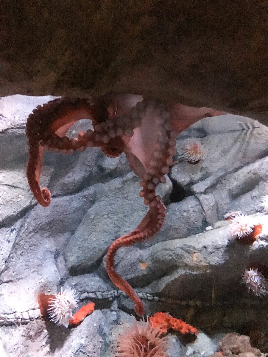 NotQuiteSusie's tweet photo. It's #WorldOctopusDay! Celebrating by remembering the time I got to hang out with an octopus behind the scenes at @MontereyAq for the #FindingDoryEvent. I still can't believe how strong their suckers are! https://t.co/brNMpxhcv1