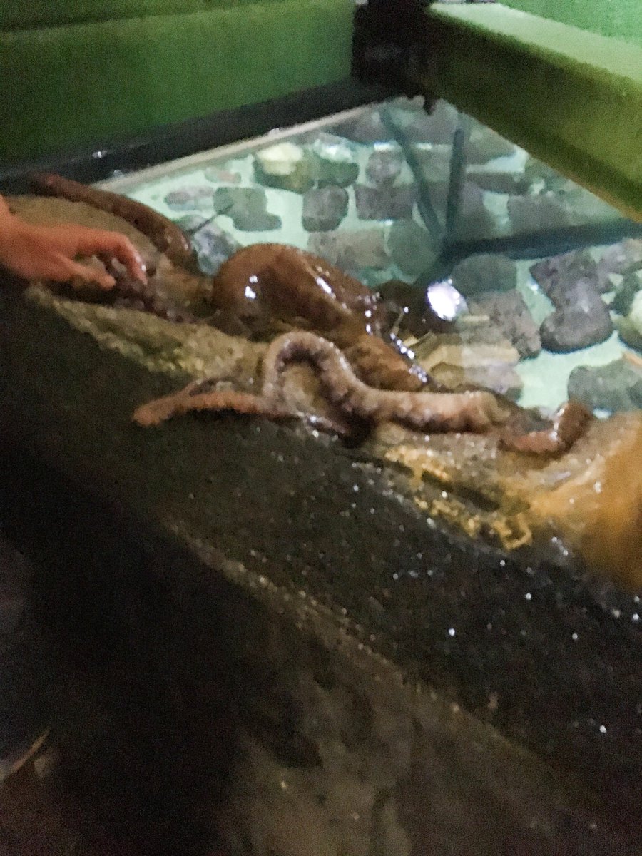 NotQuiteSusie's tweet photo. It's #WorldOctopusDay! Celebrating by remembering the time I got to hang out with an octopus behind the scenes at @MontereyAq for the #FindingDoryEvent. I still can't believe how strong their suckers are! https://t.co/brNMpxhcv1