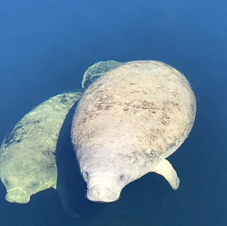 Think about how after you have a delicious breakfast in the #EdwardBall dining room, you see these friends on your kayaking journey as part of our Bed, Breakfast & Manatee package. 😍 It's amazing! Book now: bit.ly/WakullaBBM