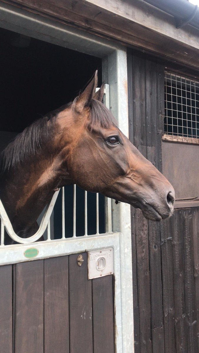 ValueRacingClub's tweet image. A day we’re very much looking forward to. Leoncavallo in the Cesarewitch @DavidPipeRacing @andrewkmulleng1 @SunRacing