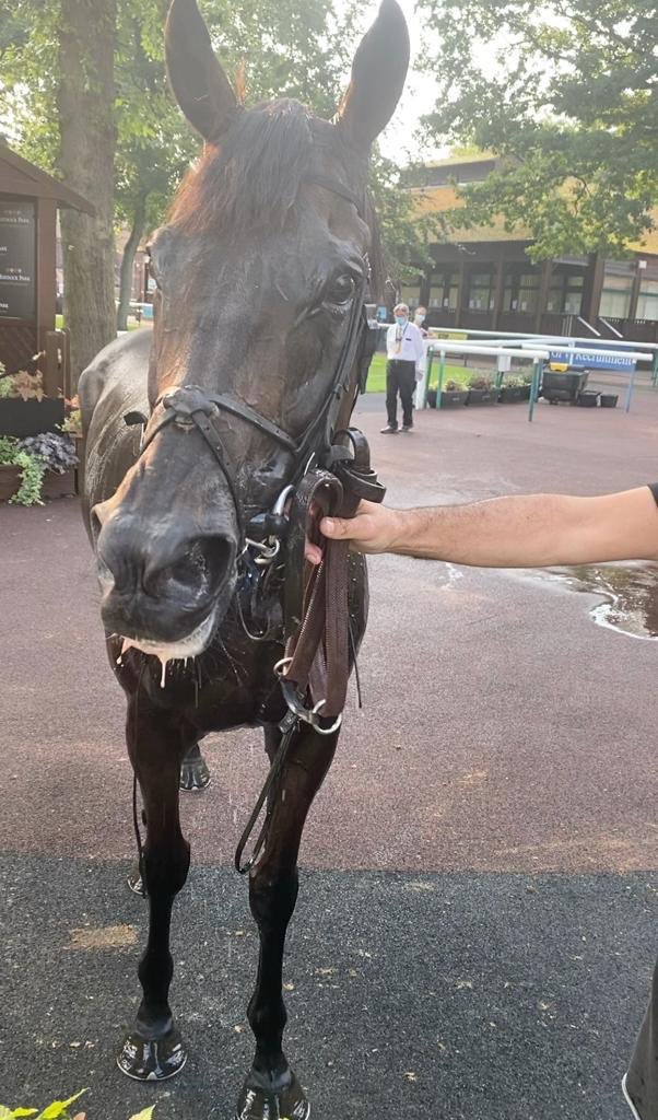 ValueRacingClub's tweet image. A day we’re very much looking forward to. Leoncavallo in the Cesarewitch @DavidPipeRacing @andrewkmulleng1 @SunRacing