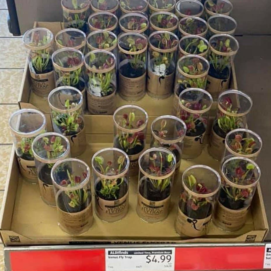 MICHAEL2GO's tweet photo. 🪰🌱Need to get to Aldi...ASAP🪰🌱
🪰🌱Because one never knows when you might need one!?!?🪰🌱
#fly
#flyofthedebate https://t.co/JZ3NGNBOUz