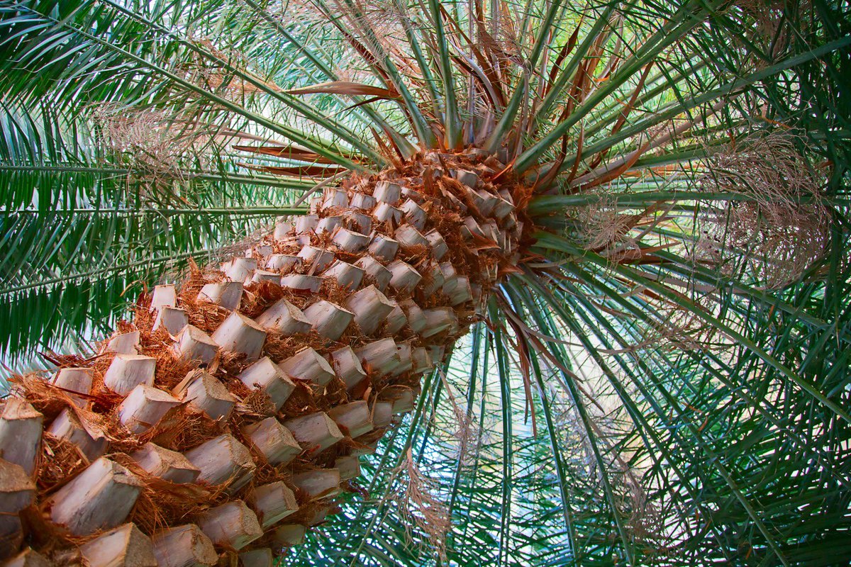 KSA Mission UNESCO (@ksaforunesco) on Twitter photo Inscribed on #UNESCO’s World #Heritage List, Al-Ahsa is recognized by <a href="/GWR/">Guinness World Records</a> as the world’s largest self-contained oasis, with more than 2.5 million palm trees and dating back to the 5th millennium BC, known for its booming agricultural and advanced irrigation systems. #SaudiArabia Inscribed on #UNESCO’s World #Heritage List, Al-Ahsa is recognized by <a href="/GWR/">Guinness World Records</a> as the world’s largest self-contained oasis, with more than 2.5 million palm trees and dating back to the 5th millennium BC, known for its booming agricultural and advanced irrigation systems. #SaudiArabia