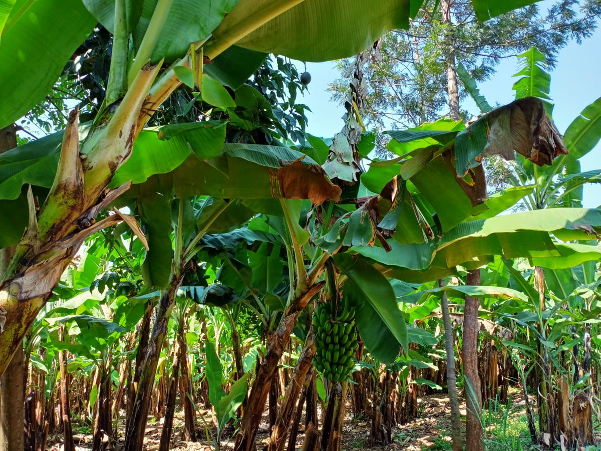 When smallholder banana farmers in Meru County, Kenya noticed an unfamiliar disease in their orchards, concerns grew for their livelihood. 

Solidaridad joined a team of experts to identify the disease and implement treatment and prevention measures: 
bit.ly/3d84HDc