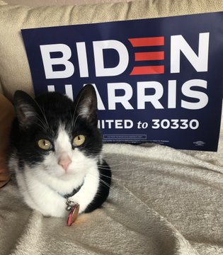 Cats for Joe Biden