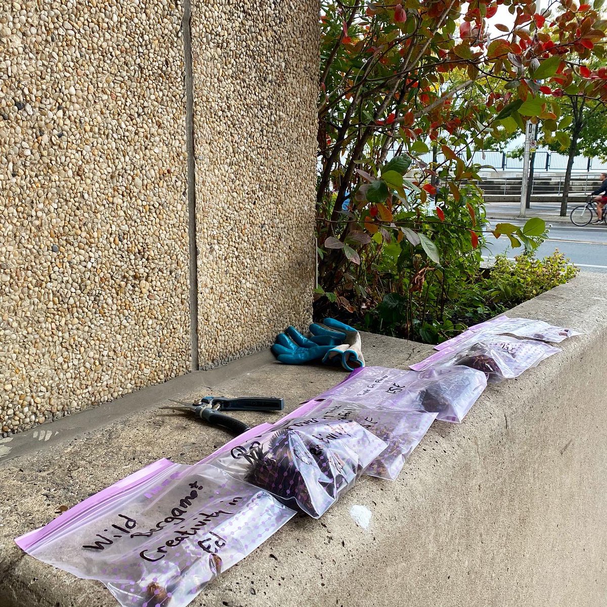 OISE_SCAN's tweet photo. We’ve been busy at the OISE Community Learning Garden pruning away faded flowers and saving seeds for the OISE Seed Library! Check out our Down and Dirty Blog by clicking the link in bio to read about the importance of seed saving #tdfef #oiselearninggarden #learninggarden #oise https://t.co/7hTqzATrWX