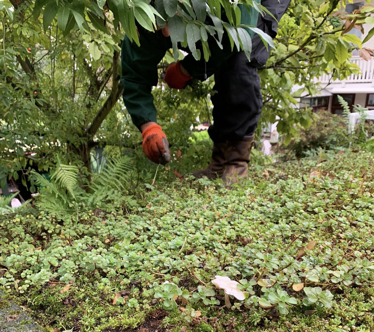 Ook als het weer tegenzit gaat het onderhoud gewoon door!

Wilt u ook zo'n mooi groendak, kijk dan op onze website en/of neem contact met ons op!

#onderhoud #hefst #groendak #sedum #solarsedum #plant #sedumdak