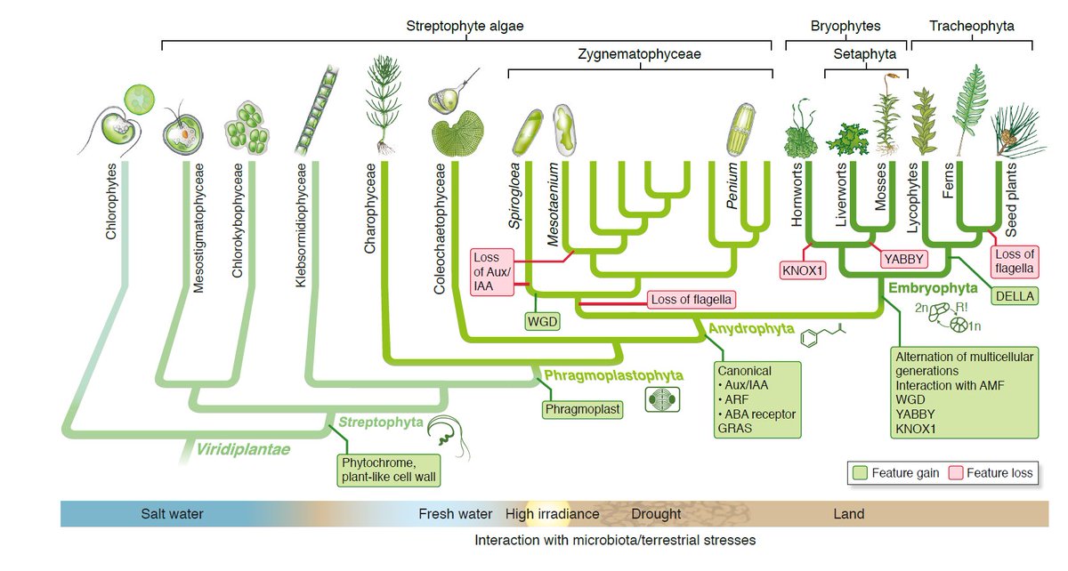 Please RT: We are looking for a #postdoc (#bioinformatics), 4+2 yrs position (Habilitation or equivalent); your chance to work on comparative genomics around plant terrestrialization! #scijobs #plantscijobs