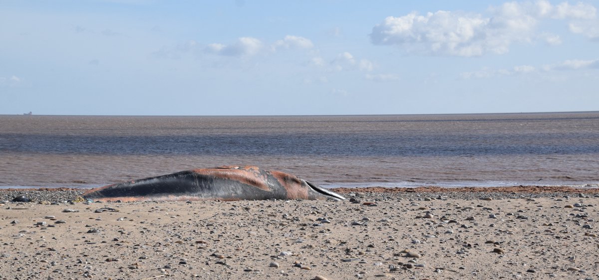 A heartbreaking circumstance that awfully happens too much due to man made threats. I feel very privileged to have been involved and learn much more about my favorite animals. I will hopefully one day soon be able to work closer towards my goal in helping and studying cetaceans.