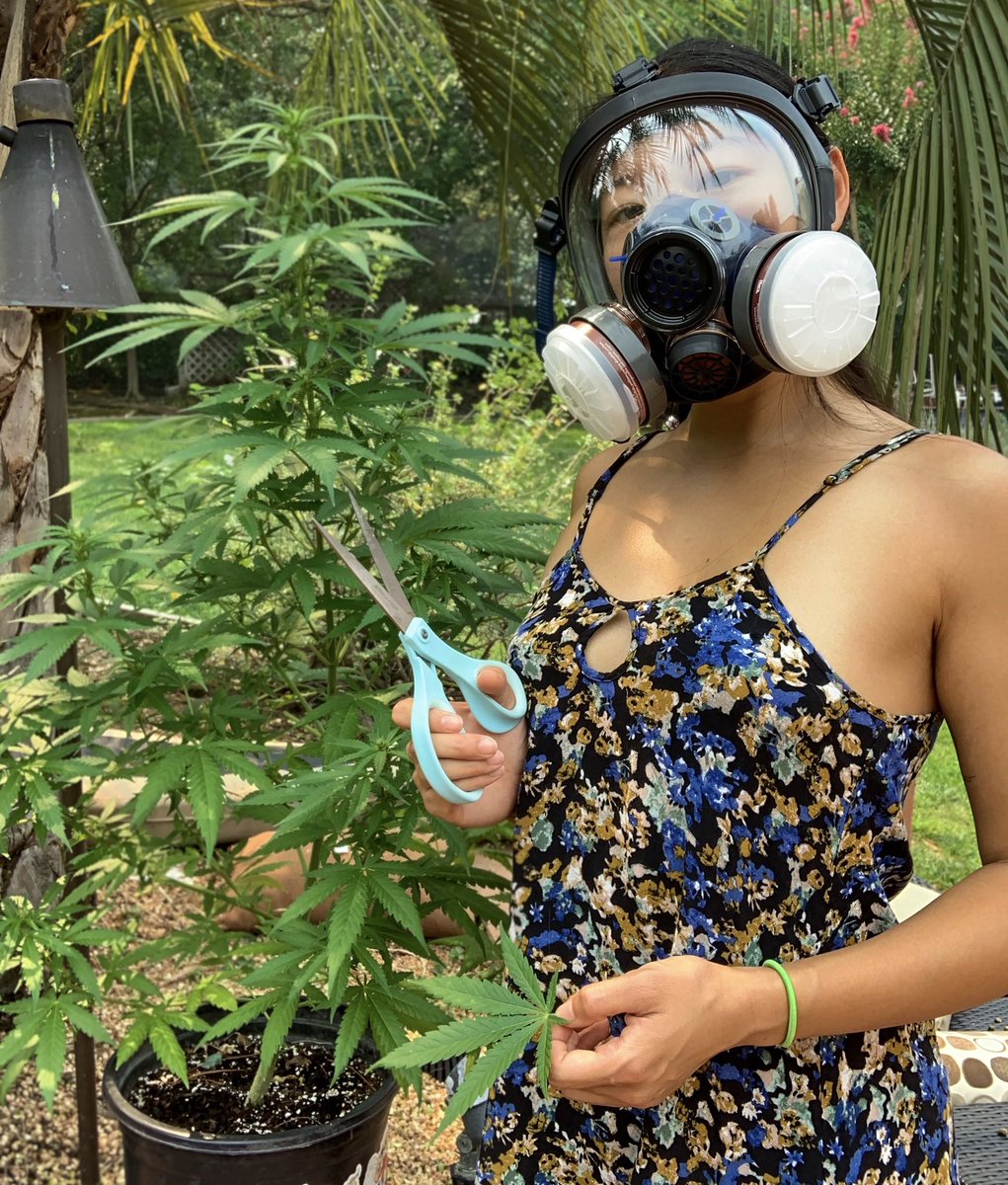 I also started trimming leaves that were yellowing to redirect plant growth to the healthy leaves & buds but other than that didn’t do much to prune it. Gas mask in the second pic is bc we lived pretty close to the big cali fires & the air was bad but u gotta do what u gotta do