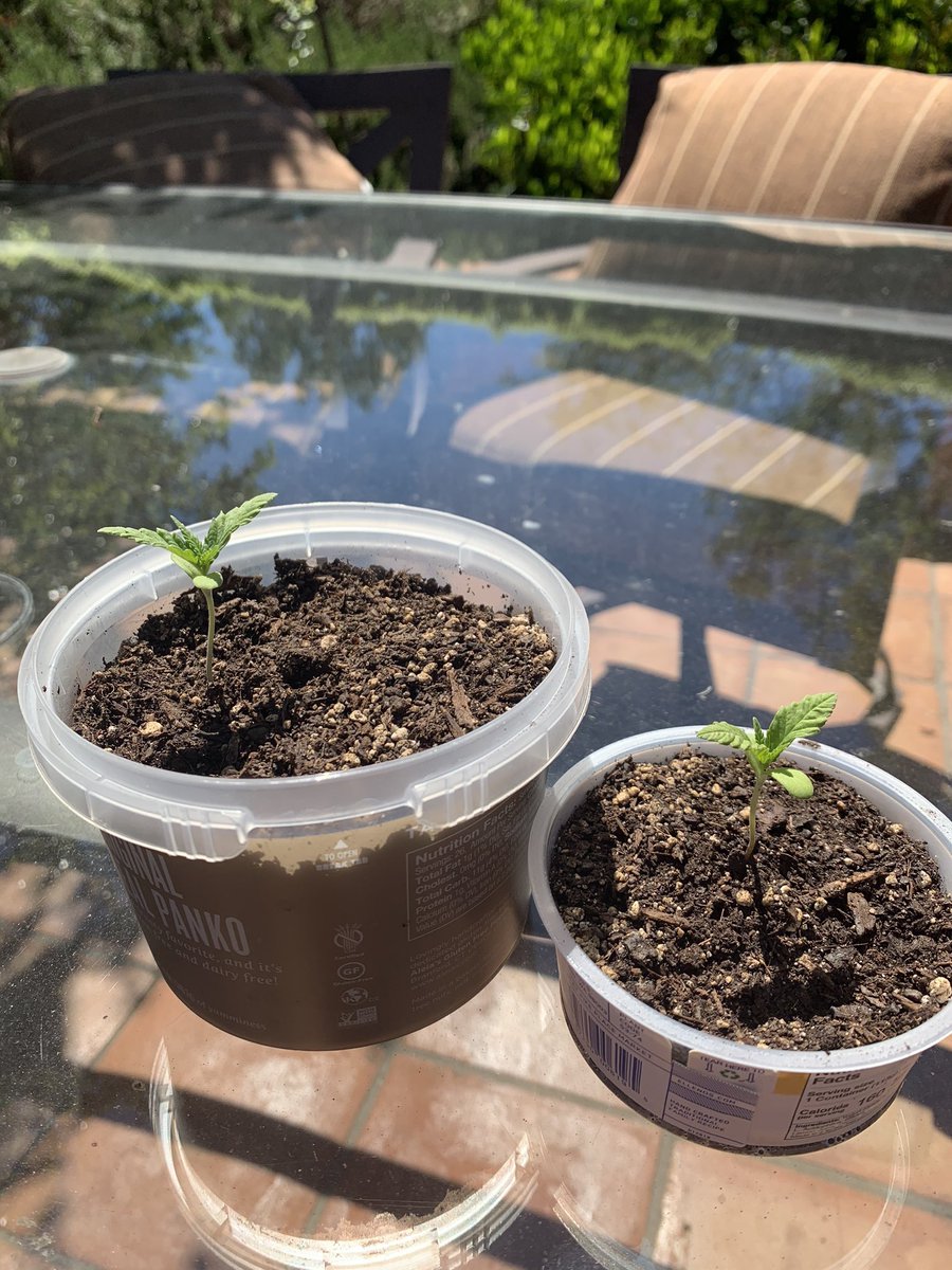 I started off with a random seed from my brothers plug & germinated it so it would sprout. Once it sprouted I potted it in a smol pot aka a yogurt container. I used any old regular soil I could find from target and started off watering my plant once a week