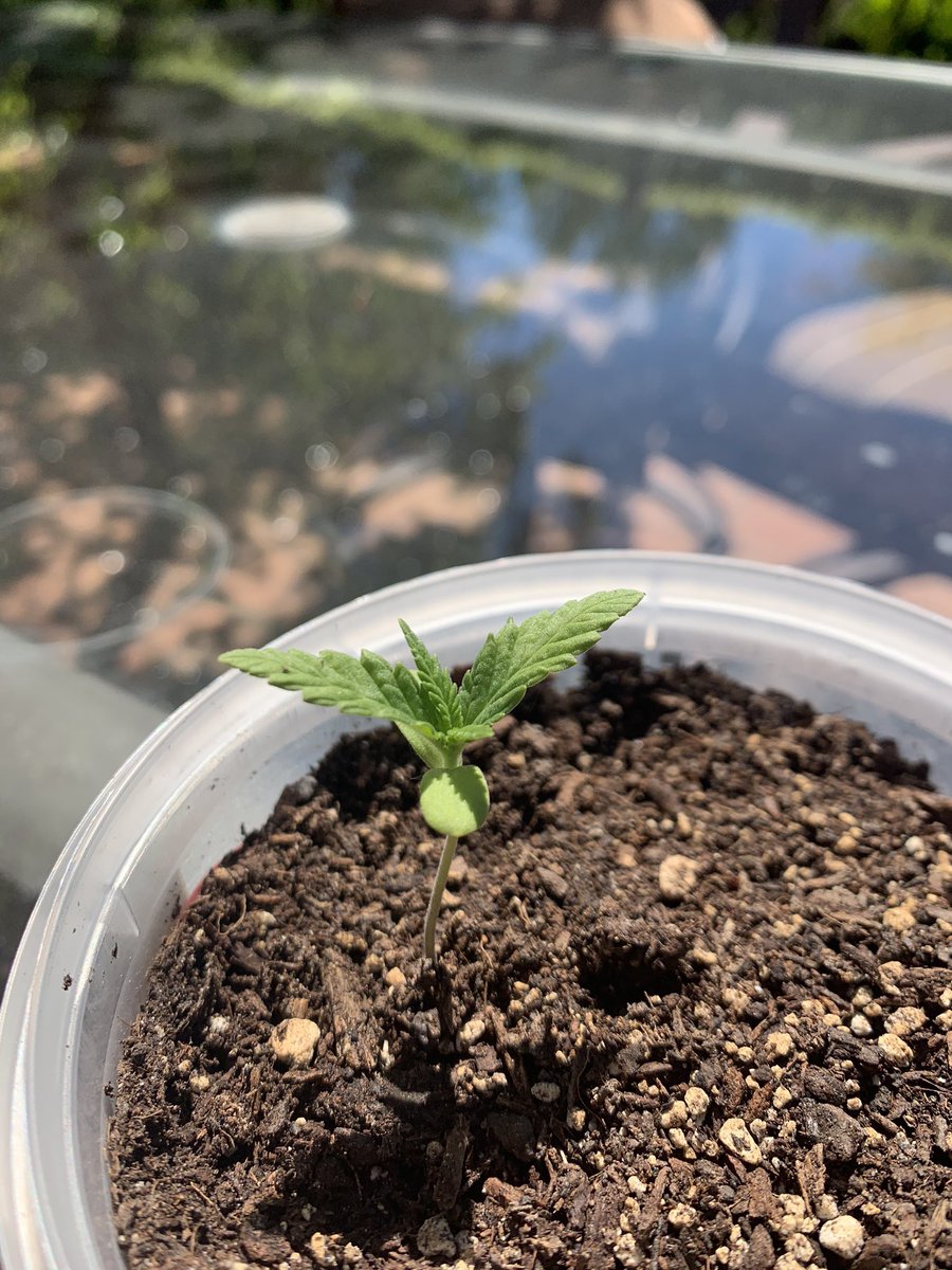 I started off with a random seed from my brothers plug & germinated it so it would sprout. Once it sprouted I potted it in a smol pot aka a yogurt container. I used any old regular soil I could find from target and started off watering my plant once a week