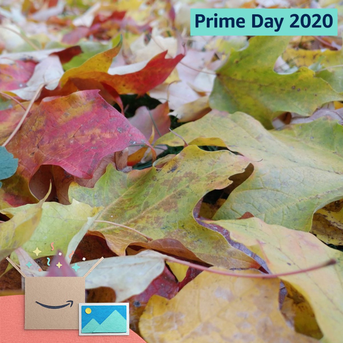 ZoomForum's tweet image. #PrimeDayPhotos @amazonphotos