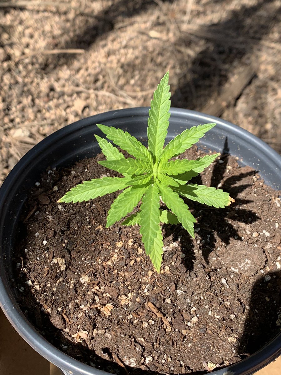 Once it grew taller than the yogurt container was deep, I repotted it to a bigger container. Once my plant was around 5-6 weeks old I started watering it every couple of days instead of once a week bc I saw the soil was drying out faster than before