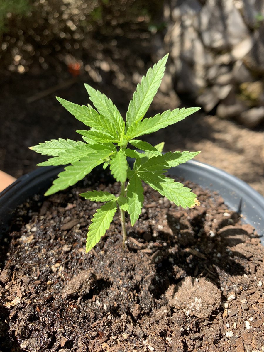 Once it grew taller than the yogurt container was deep, I repotted it to a bigger container. Once my plant was around 5-6 weeks old I started watering it every couple of days instead of once a week bc I saw the soil was drying out faster than before