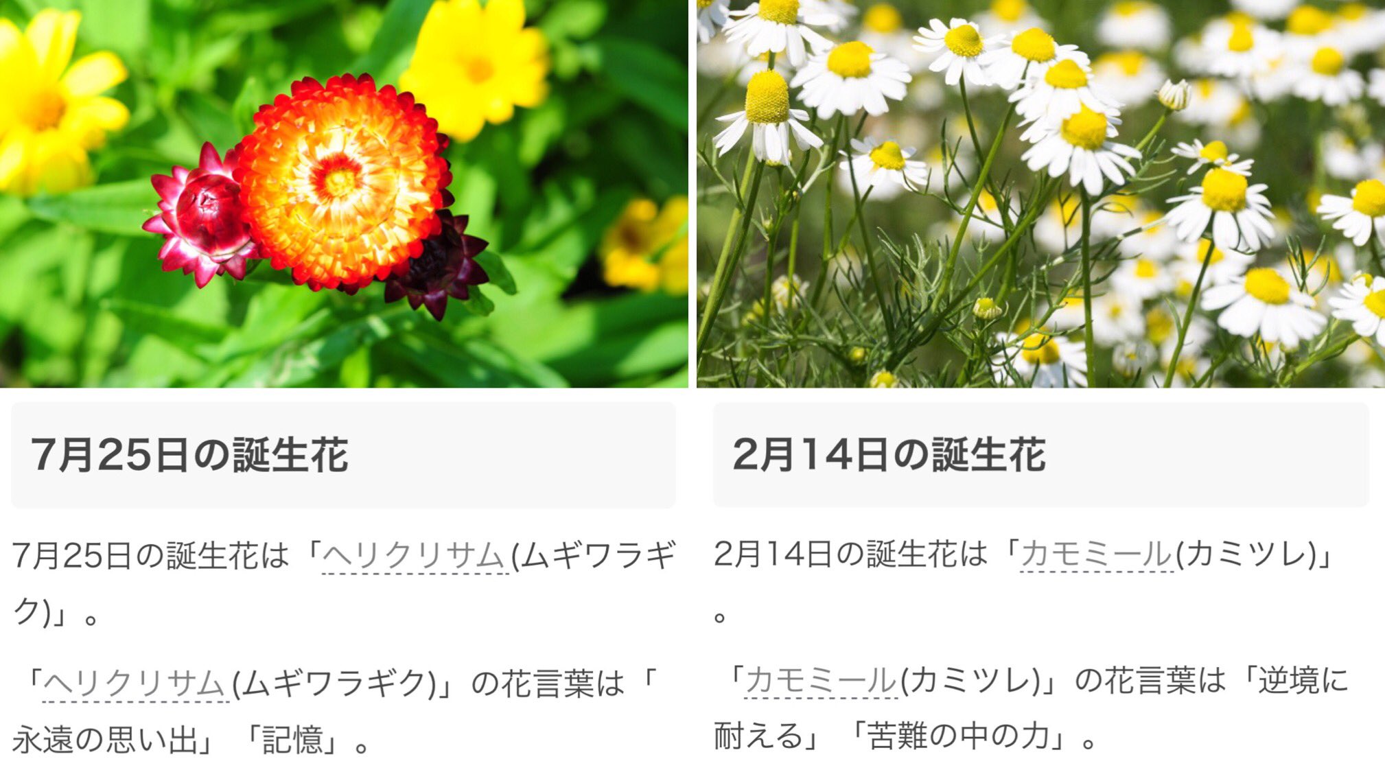 りんぞう Chamomi017 誕生花を調べてみた 説明 7 25 T Co Anoaxbplmp 説明 2 14 T Co Igtfoulete 誕生花 7月25日 2月14日 ヘリクリサム カモミール T Co Braxjjbllg Twitter
