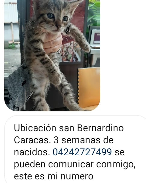 PerroUsuario's tweet image. Reporta @infinitoanimal URGENTE....POR FAVOR AYUDA PARA ESTA MAMA GATICA Y SUS CACHORROS ESTAN EN UNA PANADERÍA RN SAN BERNARDINO CCS MAS INFORMACIÓN ESCRIBIR AL NÚMERO PUBLICADO 👉📱 RT