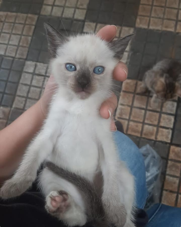 PerroUsuario's tweet image. Reporta @infinitoanimal URGENTE....POR FAVOR AYUDA PARA ESTA MAMA GATICA Y SUS CACHORROS ESTAN EN UNA PANADERÍA RN SAN BERNARDINO CCS MAS INFORMACIÓN ESCRIBIR AL NÚMERO PUBLICADO 👉📱 RT