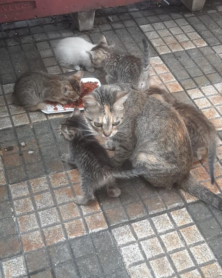 PerroUsuario's tweet image. Reporta @infinitoanimal URGENTE....POR FAVOR AYUDA PARA ESTA MAMA GATICA Y SUS CACHORROS ESTAN EN UNA PANADERÍA RN SAN BERNARDINO CCS MAS INFORMACIÓN ESCRIBIR AL NÚMERO PUBLICADO 👉📱 RT
