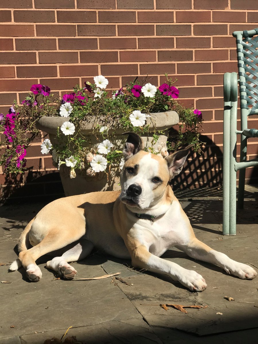 TurfMutt's tweet photo. Mutt Mulligan sure is enjoying some time outside in the sunshine! Post a photo below of your dog catching some rays! #rescuedog #sunshine #connectoutside #backyardnotcancelled #dogs #getoutside https://t.co/tk1TT611s3
