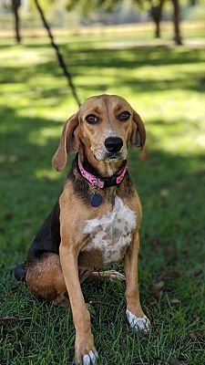 HomeforGoodDogs's tweet image. Hi! My name is Bree. I was rescued from Sylvania, GA. At 1 years old and 43 pounds, I am fully grown. I am a super cute Lab / Hound mix with an adorable tri-colored coat to match. I cannot wait to find a forever family of my very own!
To adopt: buff.ly/2N5jBNB