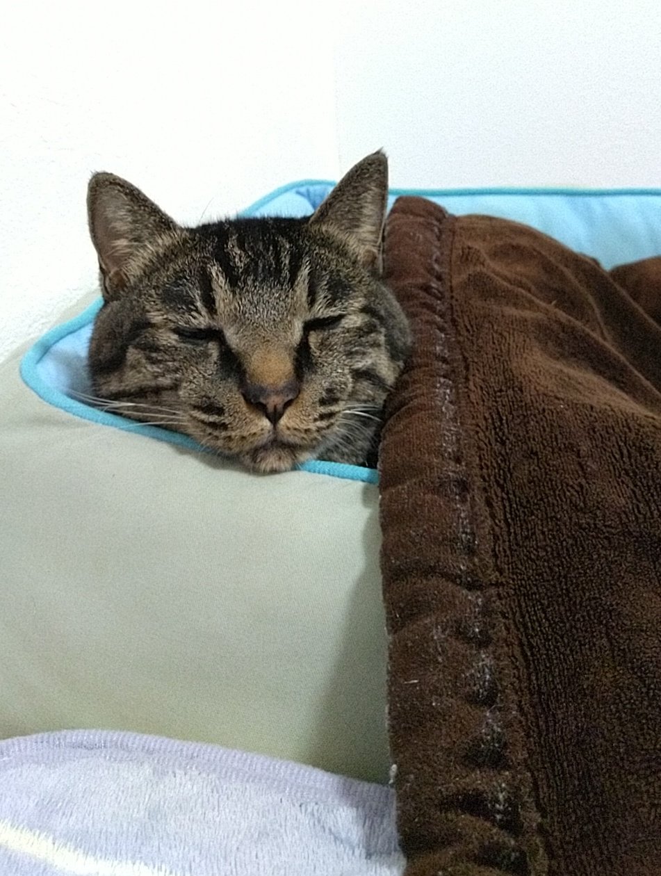 毛布かけてあげた Twitter Search Twitter