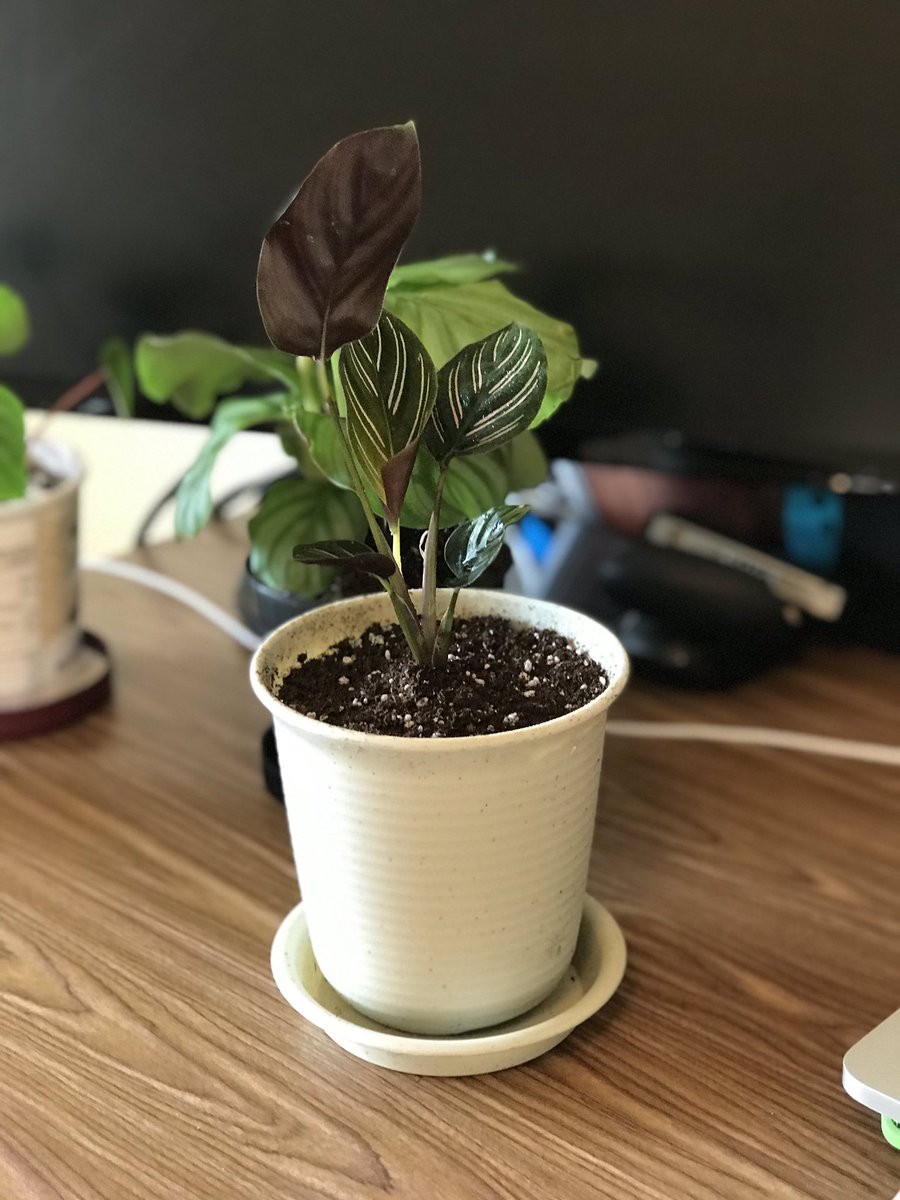 oatmealtactics's tweet photo. got a new calathea. i love calatheas!!!they’re pretty and are easy to take care of so far, unlike the Two (2) watermelon peperomias that i cannot seem to please https://t.co/9jLWYhFHrD