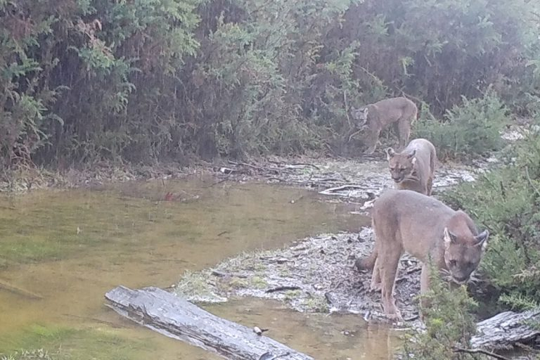 Captan a familia de pumas recorriendo el Parque Nacional Alerce Costero de Los Ríos bit.ly/2SFNuaC #Valdiviacl