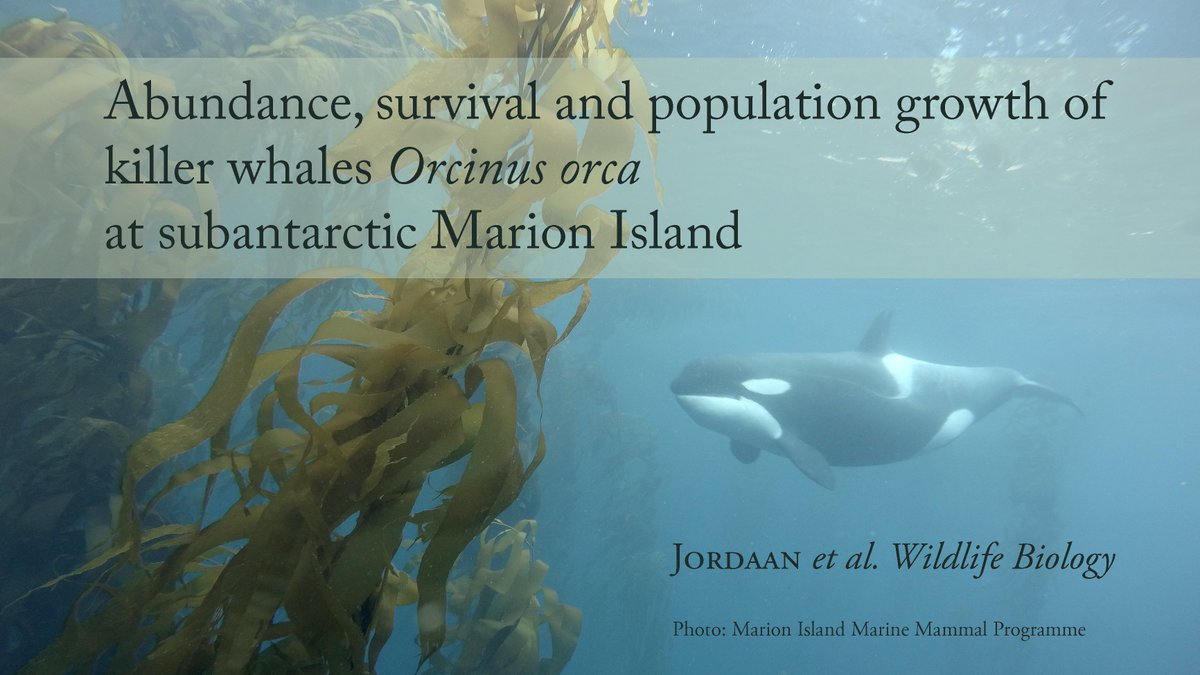 Ryan Reisinger (@ryan_reisinger) on Twitter photo Hot off the press:
Abundance, survival and population growth of killer whales Orcinus orca at subantarctic Marion Island
doi.org/10.2981/wlb.00…
First paper from <a href="/Rowanjor/">Rowan Jordaan</a>'s PhD with <a href="/marionseals83/">Marion Island Seals</a> <a href="/marionkillers/">Marion Killer Whales</a>, in <a href="/WildlifeBiol/">Wildlife Biology</a> Hot off the press:
Abundance, survival and population growth of killer whales Orcinus orca at subantarctic Marion Island
doi.org/10.2981/wlb.00…
First paper from <a href="/Rowanjor/">Rowan Jordaan</a>'s PhD with <a href="/marionseals83/">Marion Island Seals</a> <a href="/marionkillers/">Marion Killer Whales</a>, in <a href="/WildlifeBiol/">Wildlife Biology</a>