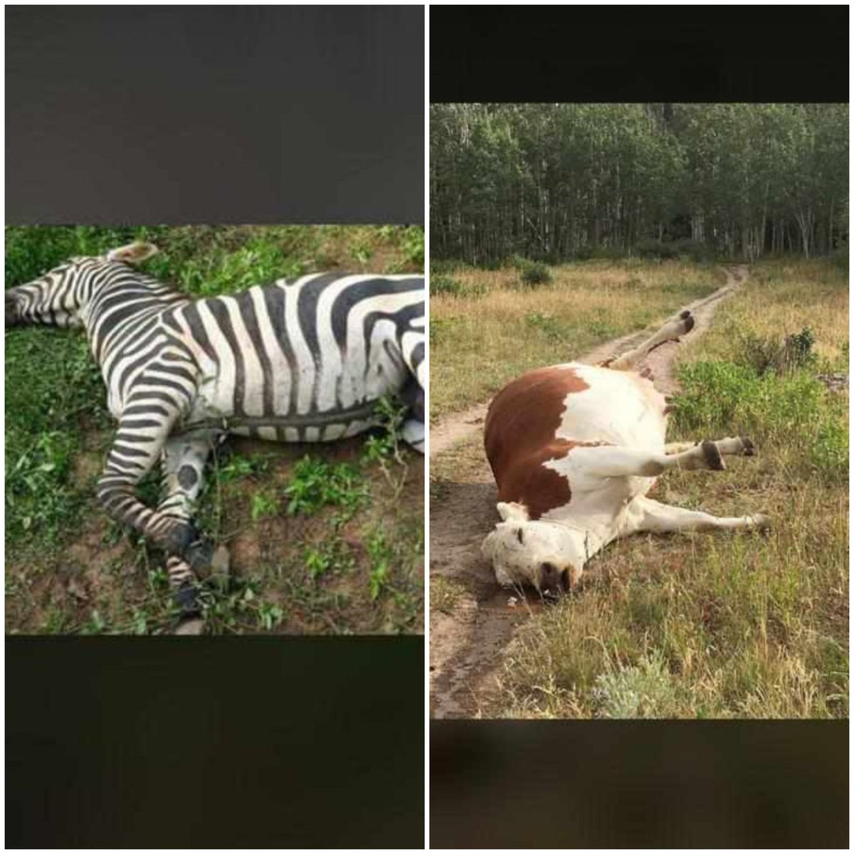 vandal__D's tweet image. Two animals found dead in Legon. It is rumoured they ate Blue washing powder 😂😂😜 #NSMQFinals
