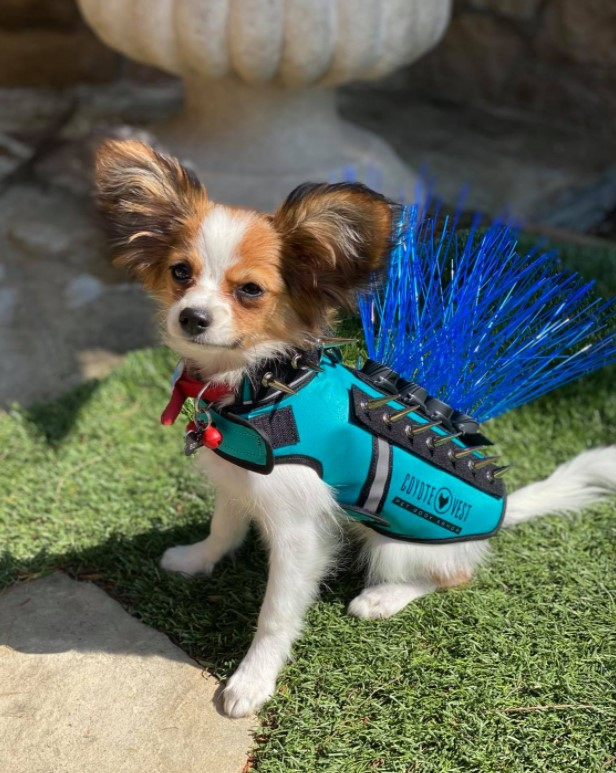 CoyoteVest's tweet photo. Paws and strike a pose! ๐ถ๐
#divadogs #playfulpup #dogsmile #cutedogs #dogs #dogsofig #dogsofinstagram #instagood #spikevest #coyotewhiskers #smalldogdogsafety #petsafety #papillon #kiki https://t.co/rDyduoZy5l