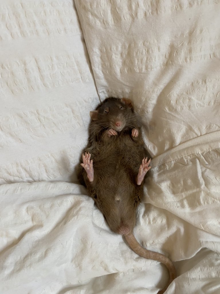 brainsoupp_'s tweet image. everyone stop what you’re doing and look at my rat