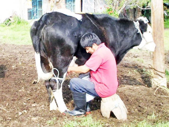 Exigen #productores de #leche del sector social, #terminar con el #comercio del producto #adulterado
A una auténtica #bancarrota ha conducido a más de 150 mil pequeños y medianos #productores de leche
https://t.co/SYuLrOj0gk https://t.co/RN4Tnh2Ixj