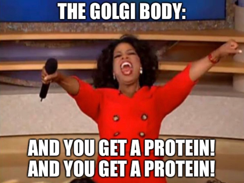 therealgolgi___'s tweet photo. https://t.co/yNBeYAgZCl
