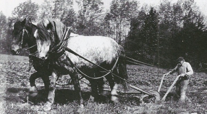 Horsepower increased on the intensive margin, too, as horses got much bigger. Look at the size of these enormous draft horses! Urban horses pulled streetcars and delivery wagons. Rural horses plowed fields and did other farm work. https://www.nj.com/bergen/2018/05/glimpse_of_history_draft_horses_at_work_in_bergen.html