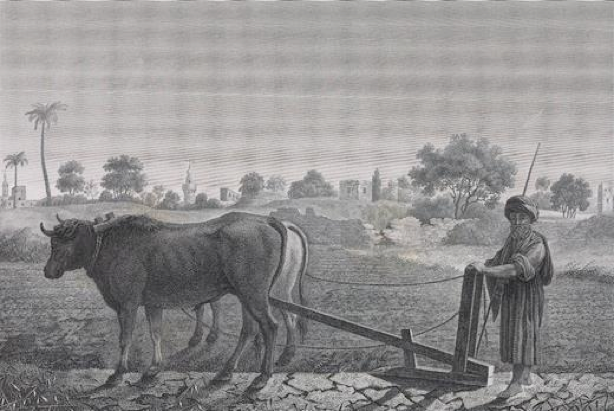Animals were wealth in 18c Ottoman Egypt. Allen details some of the sophisticated financial arrangements in which people owned shares of multiple animals. Infrastructure in the Nile Valley, especially the all important irrigation works, were literally geared to animal power.