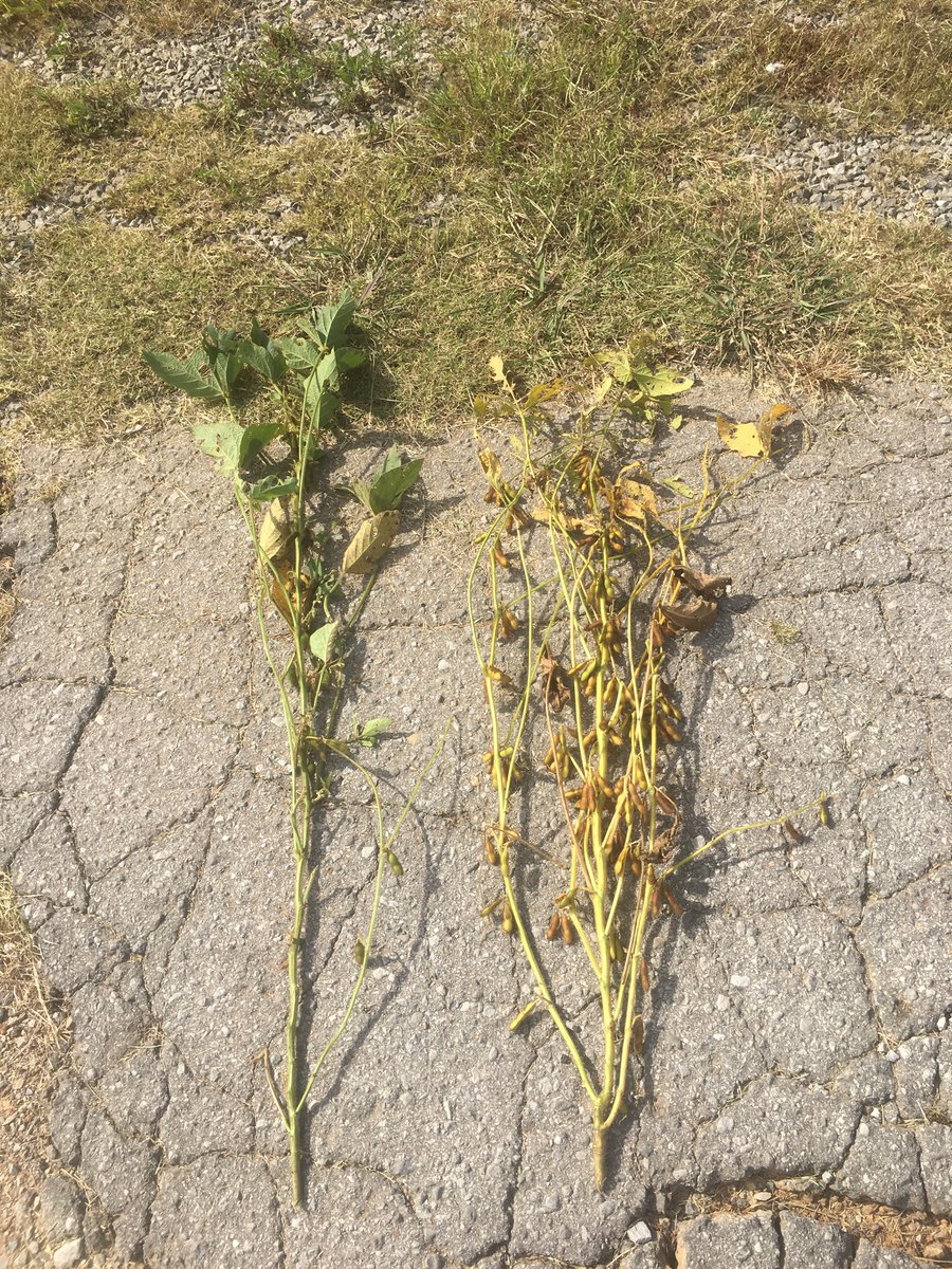 Good example of soybeans being photoperiod sensitive. Short days (long nights) initiate flowering (reproduction stage). Note the street light in photo and soybeans under it continued to vegetative growth. Not many pods on plants (left photo).