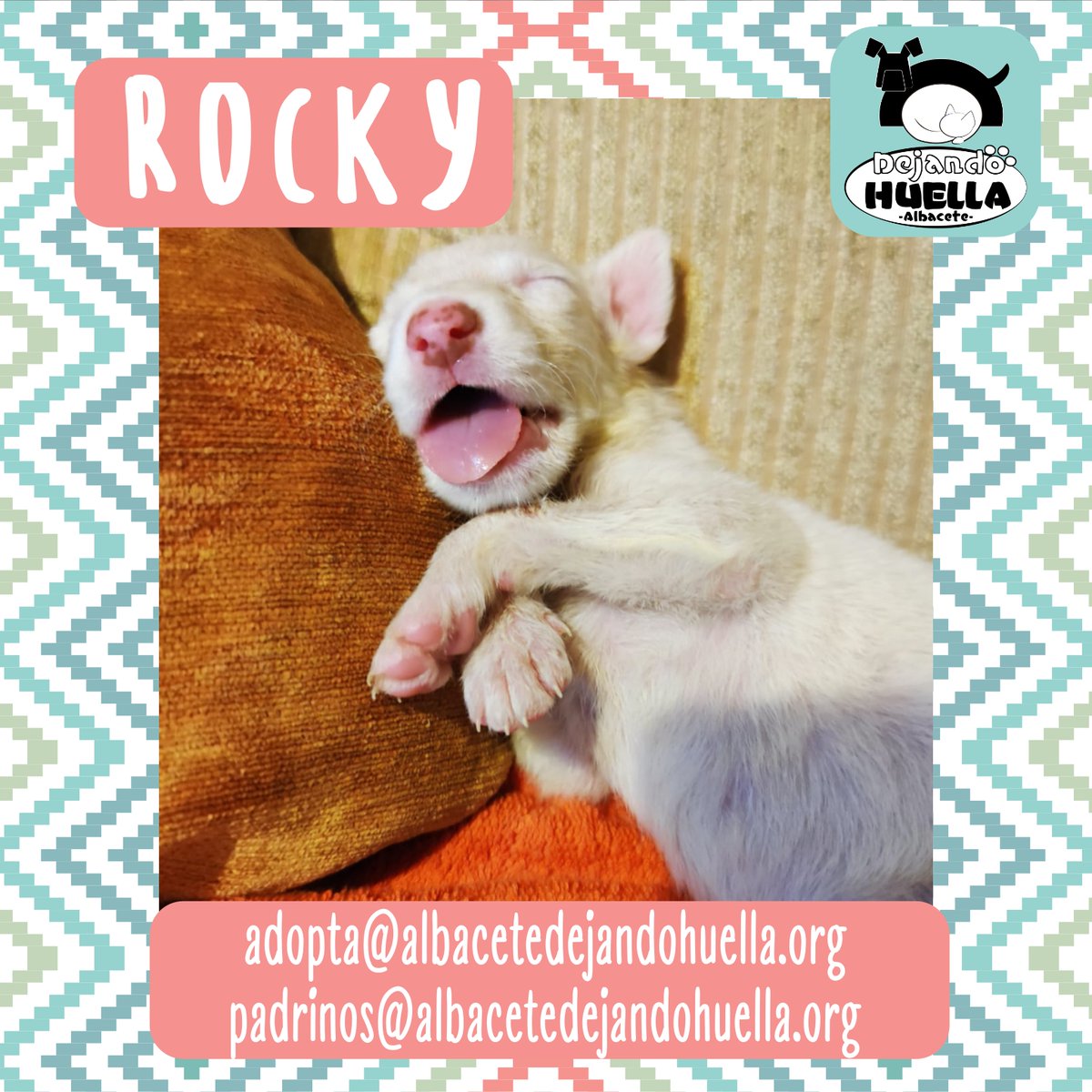 #Albacete ¿Qué estará soñando el pequeño Rocky? ¡Seguro que con comida!

¿Te has enamorado de él? Escríbenos un correo a adopta@albacetedejandohuella.org

Si quieres echarle una patita a él o a sus hermanos… ¡Apadrina/amadrina! ➡️ padrinos@albacetedejandohuella.org