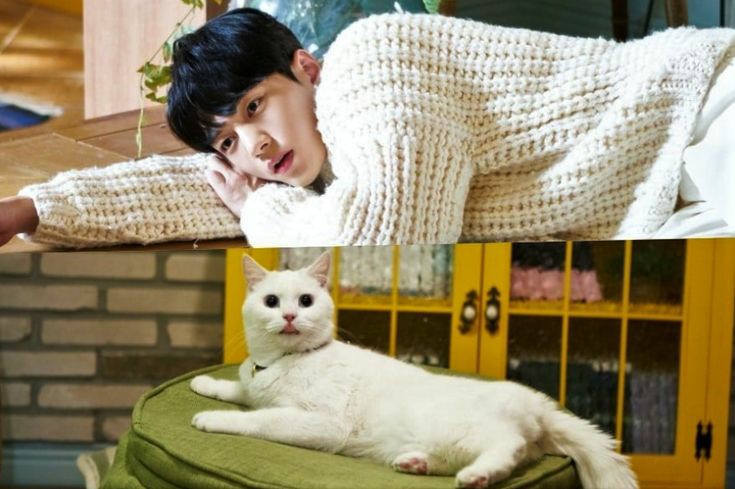 Люди с недостатками дорама на корейском. Мяу таинственный парень дорама поцелуй. Дораму попала в другой мир. Мальчик-оборотень парень-волк дорама 2012. Дорама где девушка превращается в кошку.