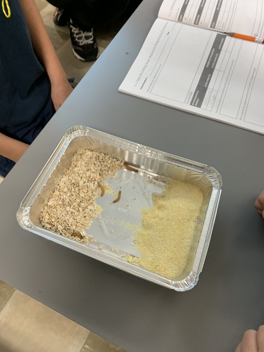 misscaruso4th's tweet image. We set up three different experiments with our mealworms today. Can’t wait to see the results tomorrow! #fourthfun #murphy