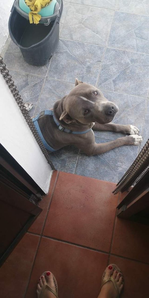 ☆ CASO EXTERNO ☆

Desde SOS PPP España ayudamos a Turco a encontrar un hogar.

Edad: 6 años
Sexo: Macho 
Raza: Amstaff (Necesaria licencia PPP)

Historia: Por motivos personales su familia ya no puede hacerse cargo de él.