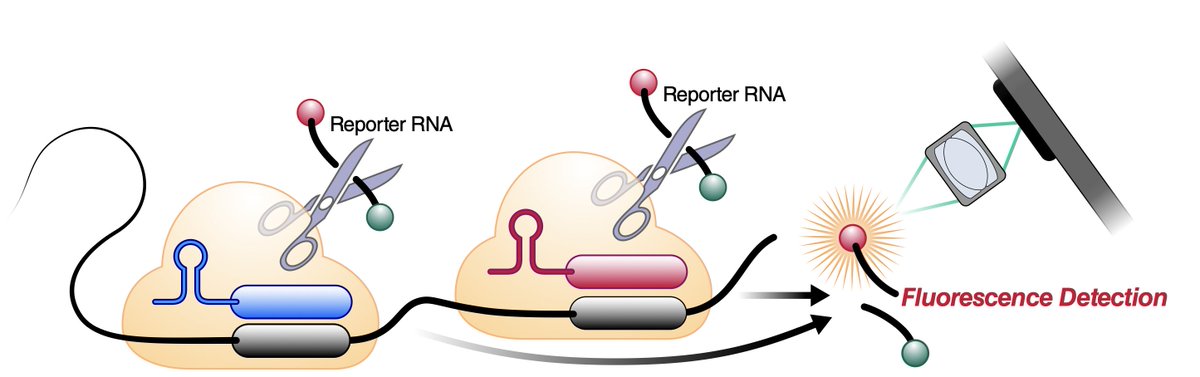 The 5-minute, low-cost virus test using #CRISPR, a mobile phone, without fancy equipment, for point-of-care
sciencemag.org/news/2020/10/n… <a href="/RobertFService/">Bob Service</a> <a href="/ScienceMagazine/">Science Magazine</a> <a href="/NewsfromScience/">News from Science</a> 
medrxiv.org/content/10.110… <a href="/TheOttLab/">The Ott Lab</a> <a href="/GladstoneInst/">Gladstone Institutes</a> @doudna_lab