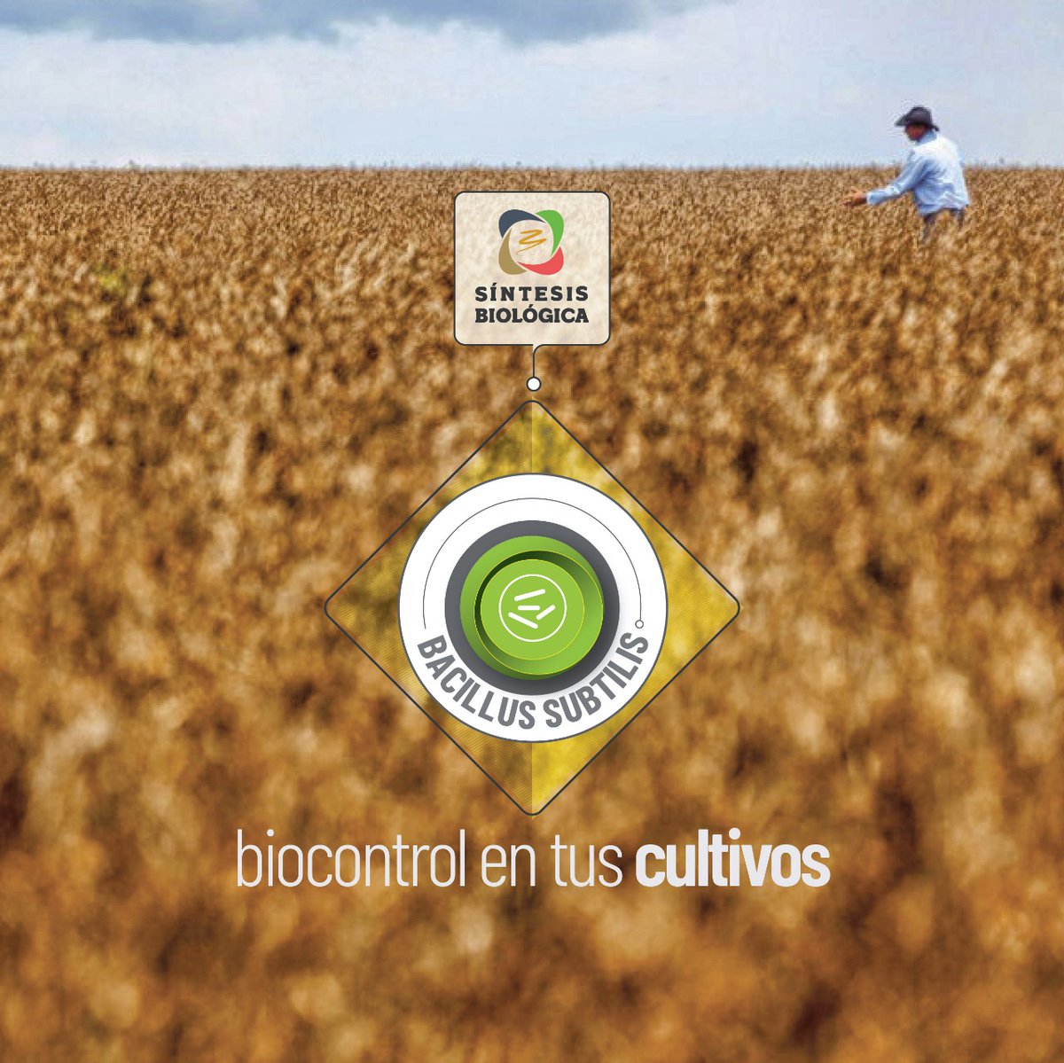 summabio's tweet photo. 💪 Potenciá nuestros #inoculantes con #BacillusSubtilis como #fungicida biológico. 
👉 Interfiere en la adherencia del patógeno en la planta, estimula su sistema de defensa y actúa como promotor del crecimiento.    
Para mas info 📝areatecnica@sintesisbiologica.com.ar https://t.co/nBRJwIIJcC
