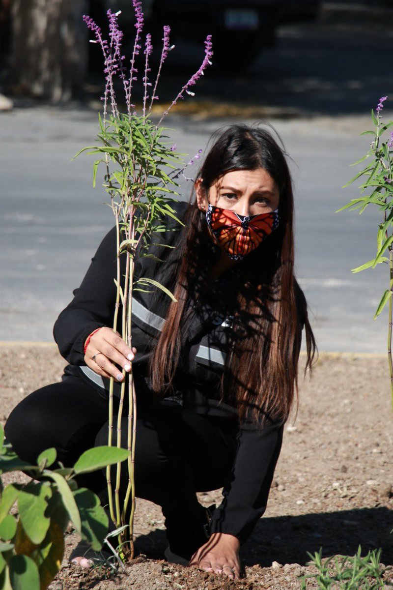 _CastilloHector's tweet image. El paso de la mariposa monarca en nuestra ciudad es un espectáculo que nos brinda la naturaleza, es por eso que cuidar su recorrido es una labor que a todos nos toca. Agradezco a @correorealmx y #Profauna, quienes haciendo equipo con #SEDUE apoyan a crear conciencia.