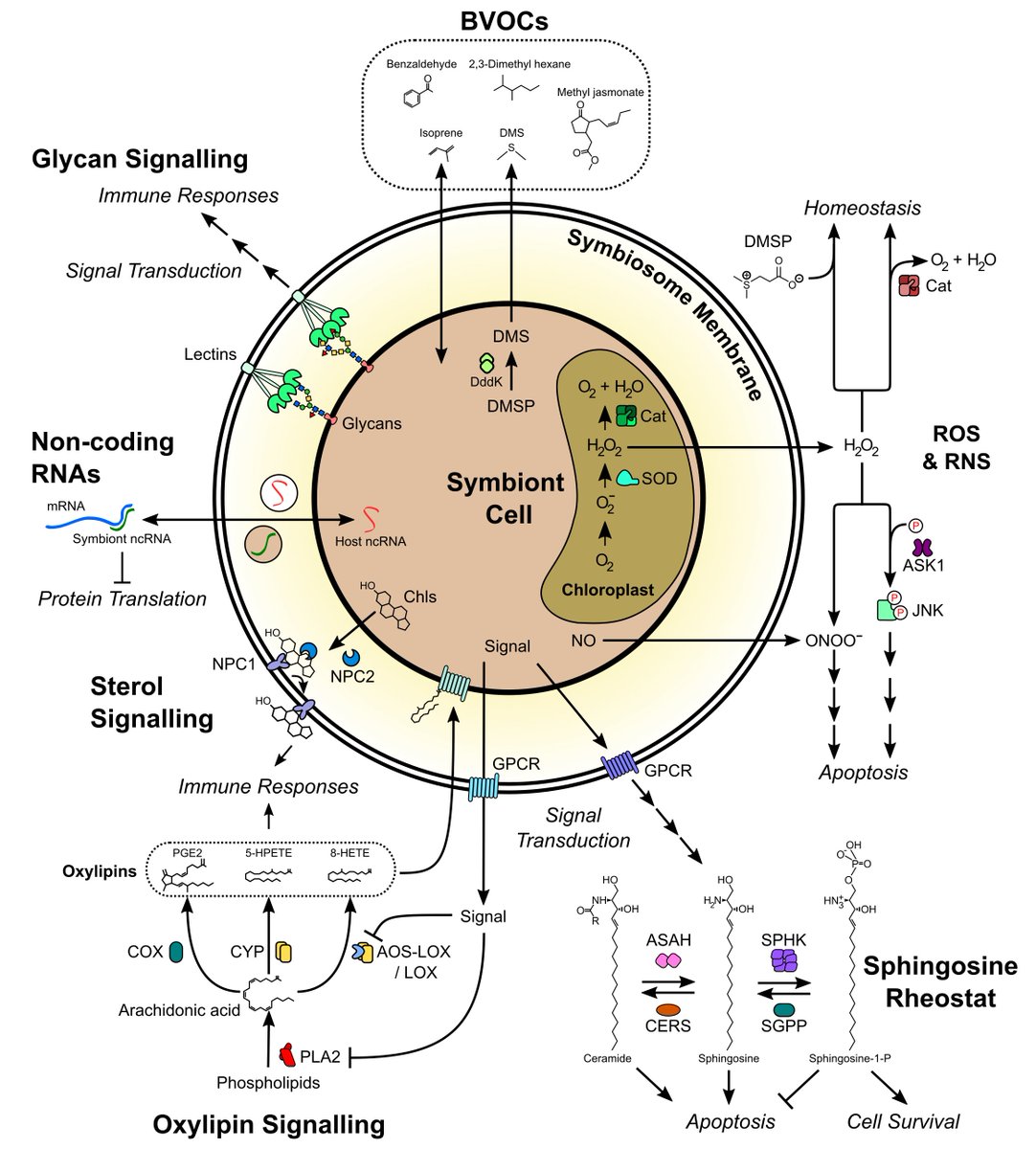 Sabrina Rosset tweet media