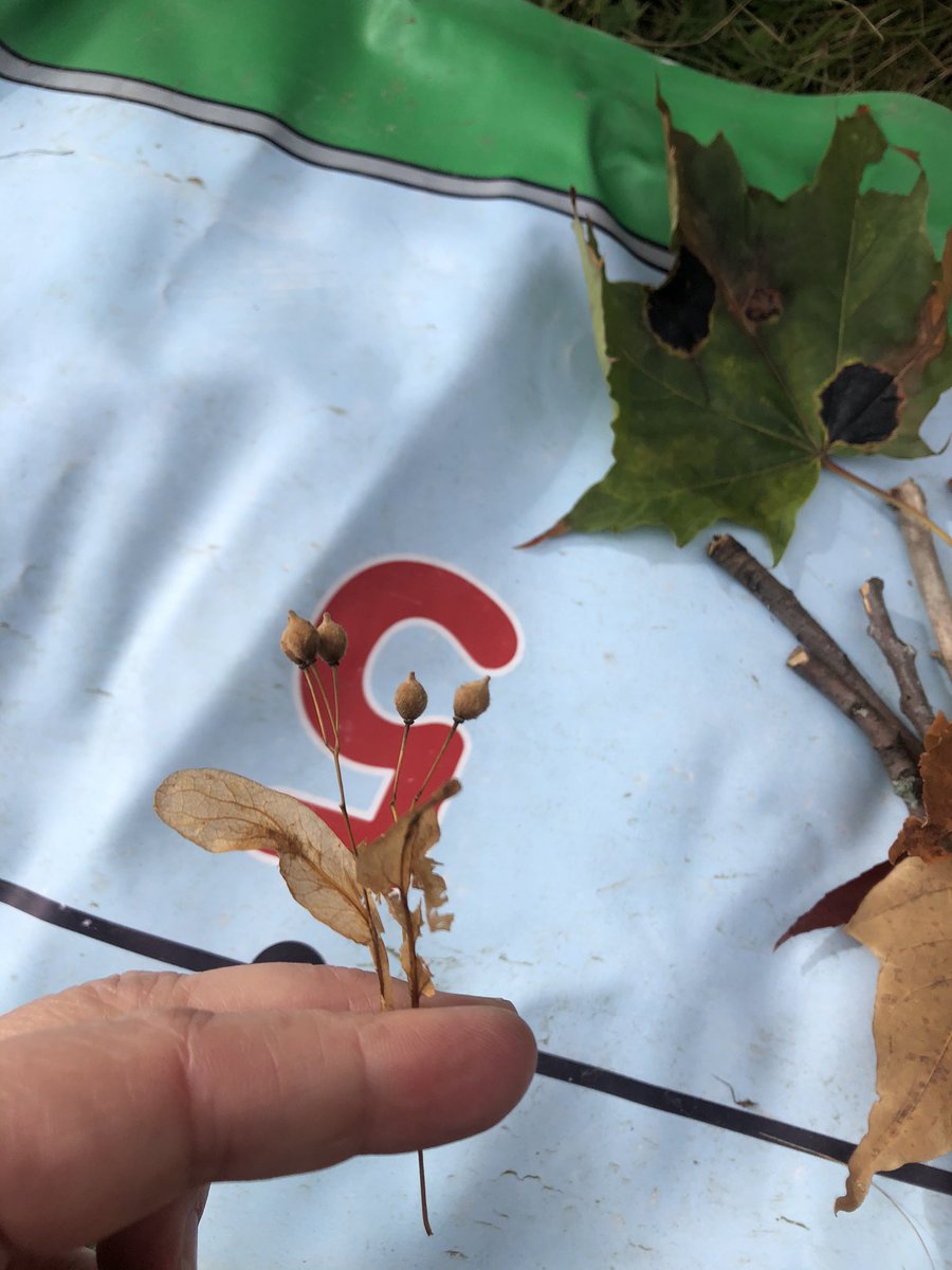 Colleen Mielen, MEd (ECE), OCT (she/her) tweet media